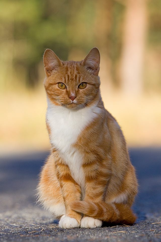 Do not tell me that catphotos don’t change the&nbsp;world.